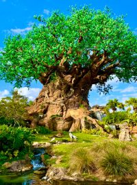 Disney’s-Animal-Kingdom