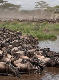 grumeti-game-reserve