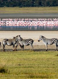 ngorogoro