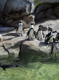 penguin-san-diego-zoo